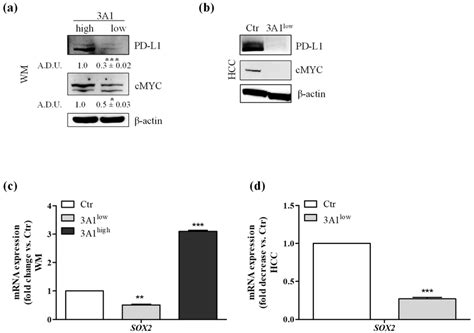 Modulation decreases the expression of immunomodulatory proteins. (a ... 