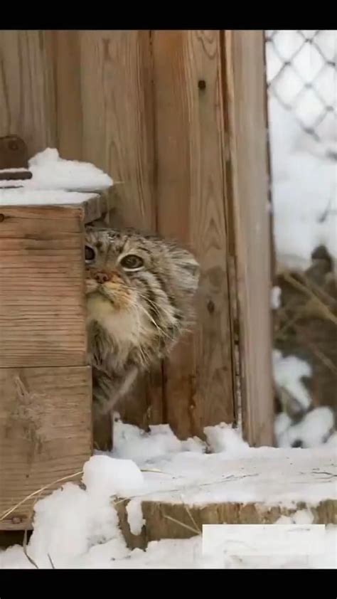 Pin Di Lin Kerns Su Felinidae Pallas S Cat Nel Immagini