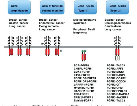 FGFR1OP/FGFR1 Fusion Protein | Semantic Scholar