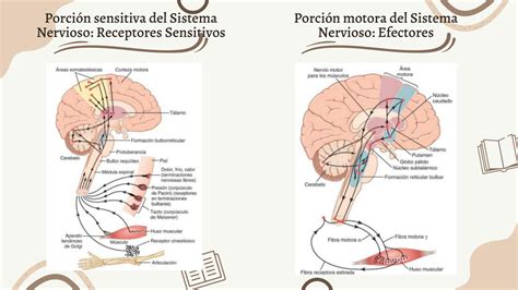 SOLUTION Organización del sistema nervioso funciones basicas de las