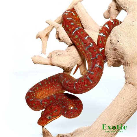 Red Emerald Tree Boa - Exotic Reptiles Store