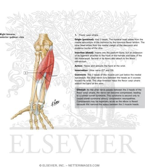 Wrist Flexor Anatomy