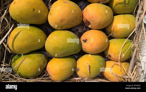 Alphonso Mango Or Haapus Amba Fruit Stocked Mango Fruits For