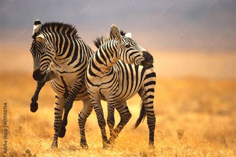 zebra fighting Stock Photo | Adobe Stock