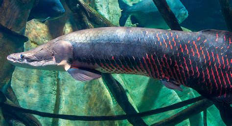 Os Maiores Peixes De Gua Doce Do Mundo Aquaristz