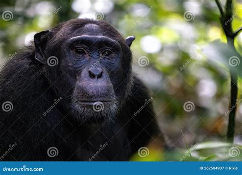 Adult Chimpanzee Pan Troglodytes In The Tropical Rainforest Of Kibale