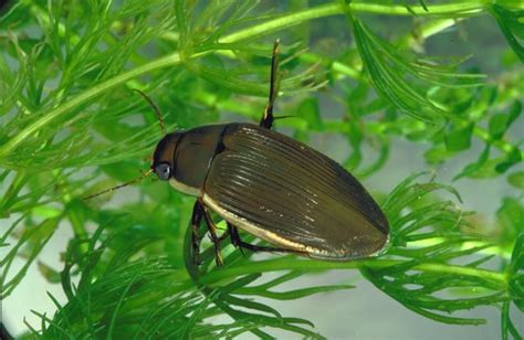 Great Diving Beetle