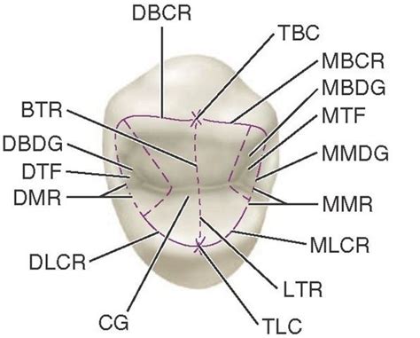 The Permanent Maxillary Molars Dental Anatomy Physiology