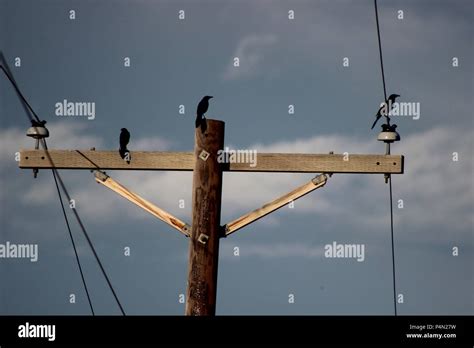 On A Telephone Pole Hi Res Stock Photography And Images Alamy