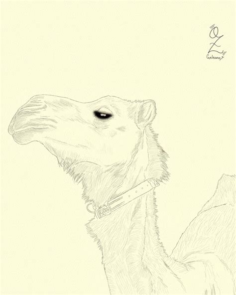 Camel Drawing Sketch By Oz Galeano On Behance