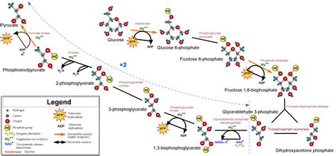 Glycolysis Boundless Microbiology