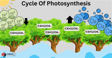 Photosynthesis Process, Stages, Types and Importance - CareerByWell