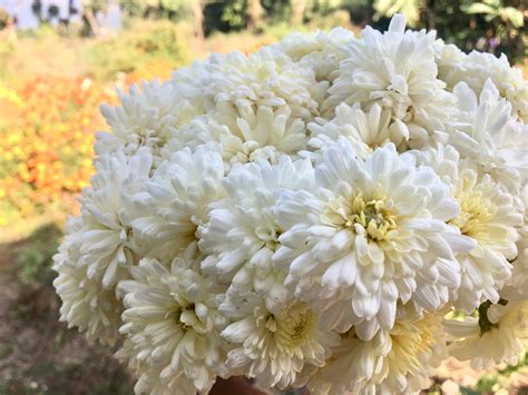 Buy Fresh White Chrysanthemum Flowers Bulkwholesale