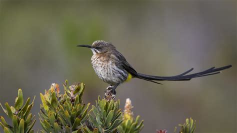 Cape Sugarbird South Africa Hermanus The Cape Sugarbir Flickr