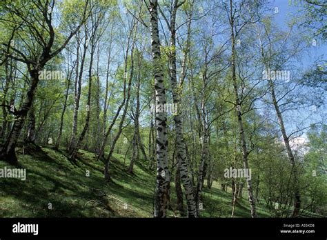 Birch Trees Betula Pendula Wood At The Spring Stock Photo Alamy