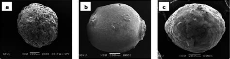 Scanning electron micrographs showing the external morphology of the ... 