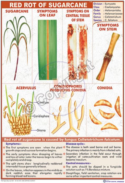 Victory Graphik | B-56 Red Rot of Sugarcane