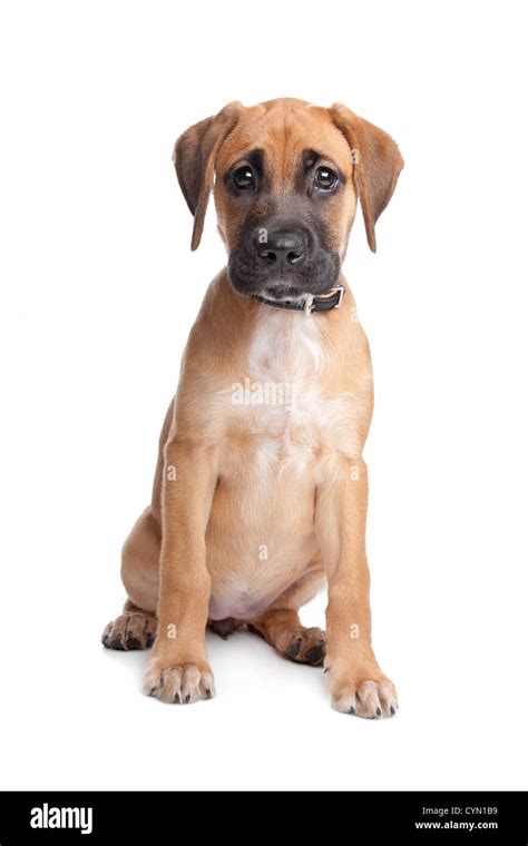 Mixed Breed Puppy Mix From A Boxer And A Labrador Stock Photo Alamy