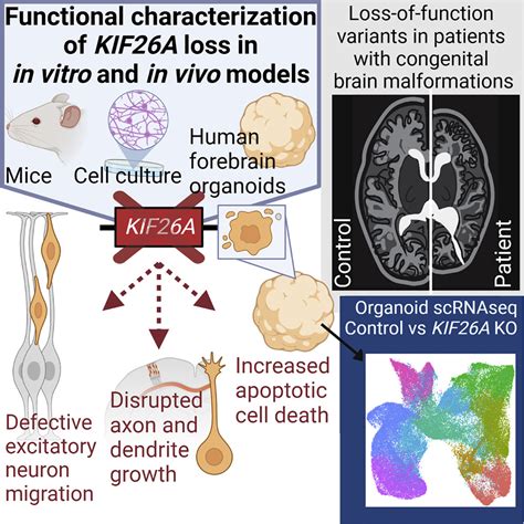 Loss Of Non Motor Kinesin Kif A Causes Congenital Brain Malformations