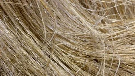 Natural Hemp Fibers At Rs 200kg Nehrugram Dehradun Id 27218017762