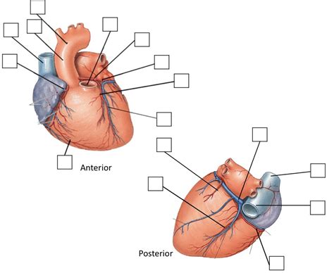 Coronary Circulation Diagram Diagram Quizlet