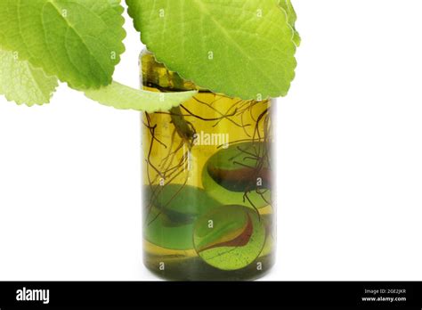 Indoor plant in a vase of water Stock Photo - Alamy