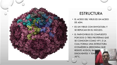 Microbiología Presentación Del Parvovirus Youtube