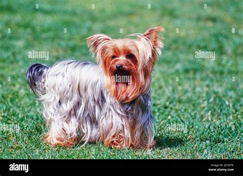 Yorkie Sitting In Grass Stock Photo Alamy