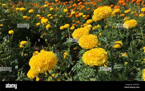 Marigold Botanical Illustration Hi Res Stock Photography And Images Alamy