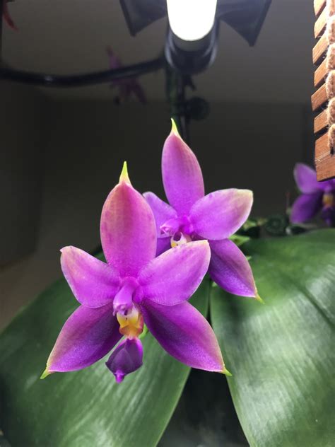 Phalaenopsis Samera Violacea X Bellina Orchid Board Most Complete