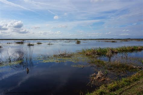 Lake Apopka Wildlife Drive: Photography Tips - Aimless Travels