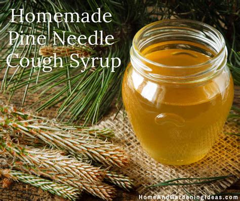 Homemade Pine Needle Cough Syrup Home And Gardening Ideas