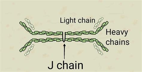 IgA : Structure, Subtypes, Properties and Function ~ Biotechfront