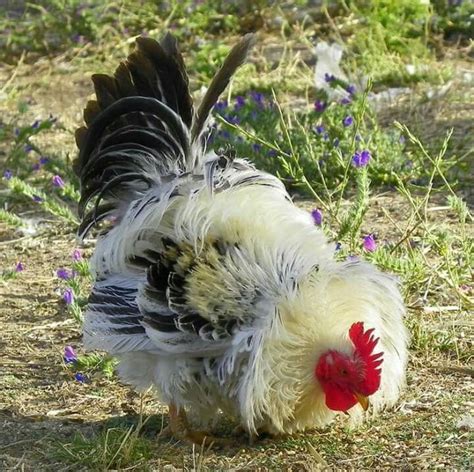 Pin By Mirian Mendes On Galos E Galinhas Chicken Art Rooster Bantam