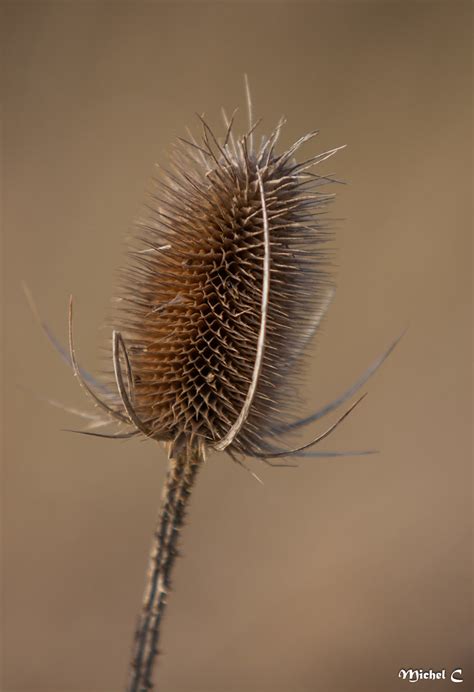 MG 0238 MICHEL CAUDRON Flickr