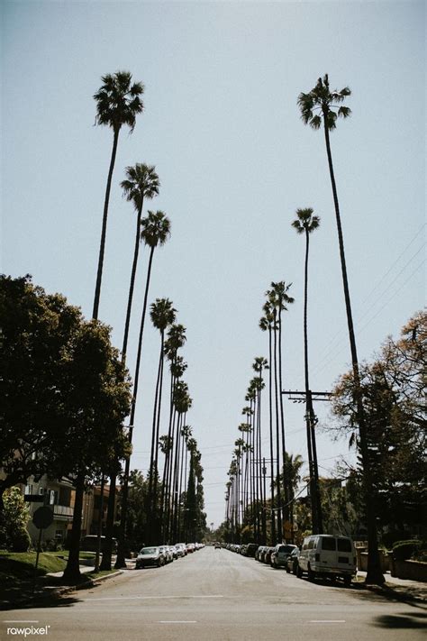 Palm Tree Lined Boulevard In Los Angeles Free Image By Rawpixel