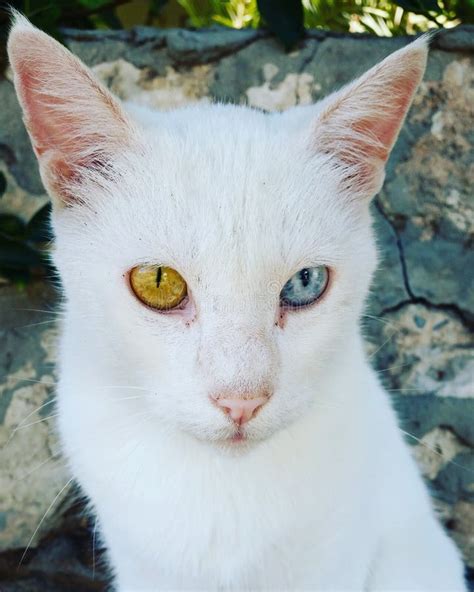 Gato Branco De Siemic Os Olhos Azuis E Verdes Foto De Stock