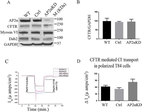 Ap Modulates Cystic Fibrosis Transmembrane Conductance Regulator