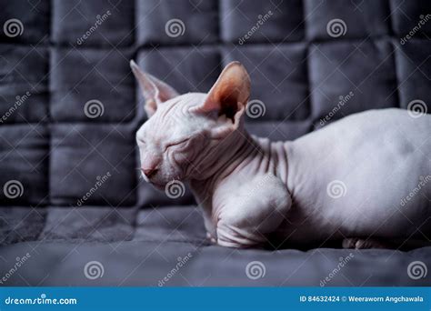 Bambino cat stock photo. Image of short, cross, bambino - 84632424