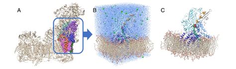 (A) The full complex I taken from the cryo-EM structure 5XTD, with the ...