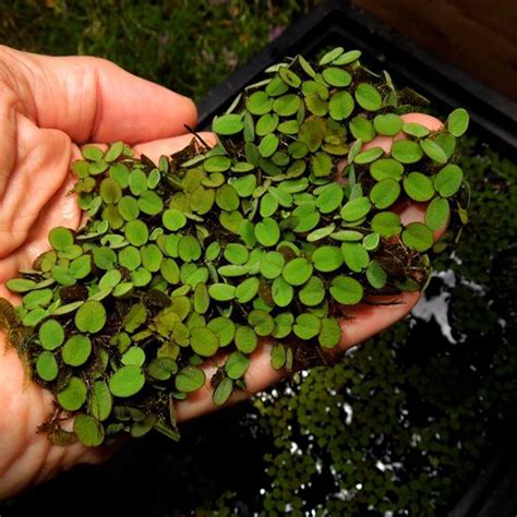 Salvinia Natans Guide - AquaManLife.com