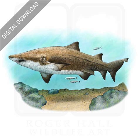 Sharks of the World Poster Print