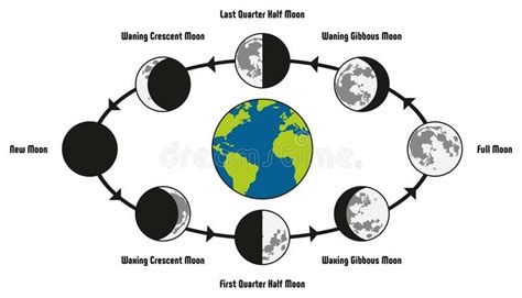 Moon Life Cycle Diagram vector illustration Astronomy Lessons, Pre ...