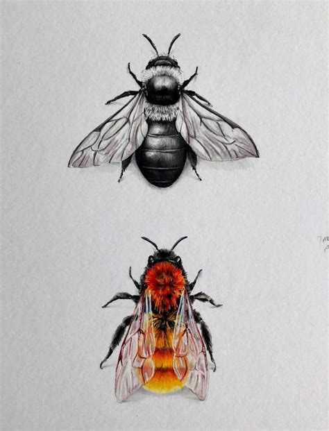 Realistic Pen And Pencil Drawings By Phoebe Atkey Daily Design