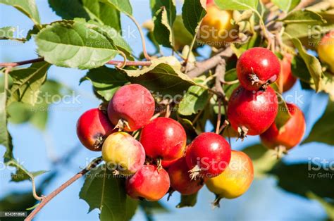 Planting Crabapple Trees - FARMIOO