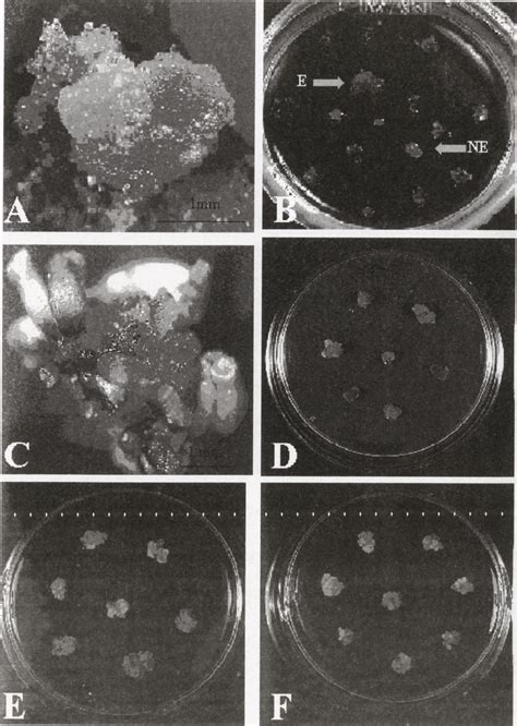 A Somatic Pro Embryo On The Surface Of Storage Root Explant B Callus