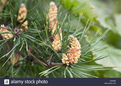 Pine Tree Flower Stock Photos And Pine Tree Flower Stock Images Alamy