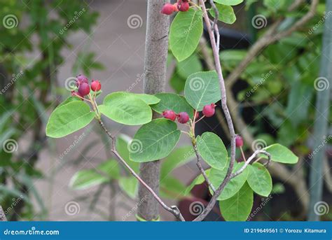 Juneberry stock image. Image of detail, green, shadbush - 219649561