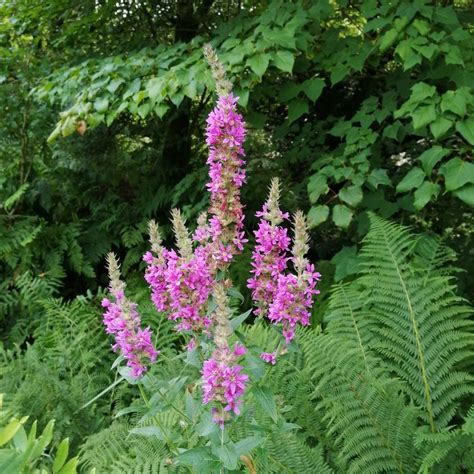 Purple Loosestrife Lythrum Salicaria