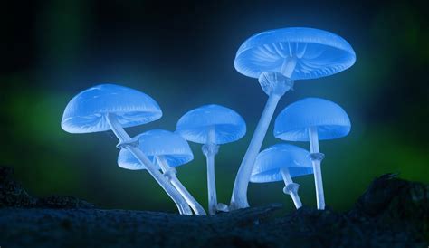 Mushrooms Glowing Glow Free Photo On Pixabay Pixabay